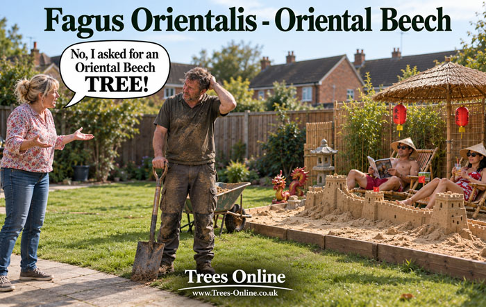 Fagus orientalis - Oriental Beech