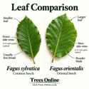 Oriental Beech Hedge Plants – Fagus orientalis Saplings