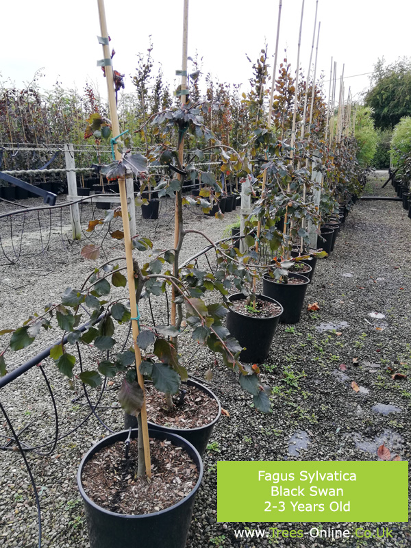 Buy Black Swan Weeping Purple tree online FREE UK DELIVERY