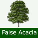 False Acacia Tree Robinia Pseudoacacia 20 - 40cm Trees, DRY + SHADE TOLERANT + COPPICE + POOR SOIL + FAST GROWING + ACID or CHALK + COASTAL + SPECIMEN TREE **FREE UK MAINLAND DELIVERY + FREE 100% TREE WARRANTY**