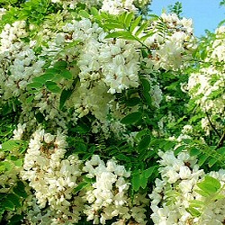 Mature False Acacia Frisia Robinia Pseudoacacia Frisia, AWARD + YELLOW FOLIAGE + COAST **FREE UK MAINLAND DELIVERY + FREE 100% TREE WARRANTY**