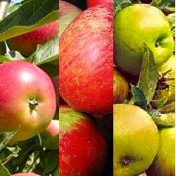 <font color="red">DELIVERED SEPTEMBER 2024</font> Family Apple Trees (3 varieties on one tree -Herefordshire Russet /Cox /Fiesta) Supplied height 1.25 - 1.75m in a 12 litre container **FREE UK MAINLAND DELIVERY**