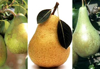 <font color="red">DELIVERED SEPTEMBER 2024</font> Family Pear Trees, 3 varieties on one tree (Conference, Comice and Williams)