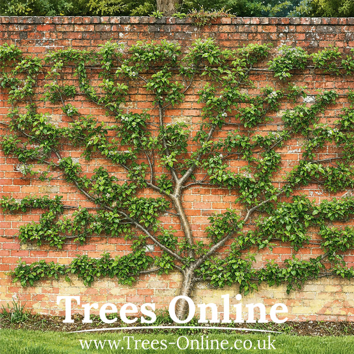 Fan trained apricot tree against a warm sunny wall for UK gardens