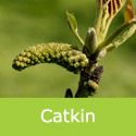 Fernor Walnut Catkins