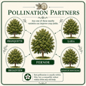 Fernor Walnut pollination partners