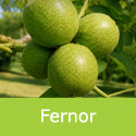 DELIVERED SEPTEMBER 2026 Fernor Walnut Tree
