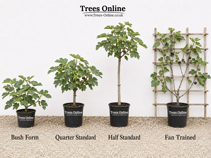 Fig tree forms guide showing bush, quarter standard and half standard fig trees