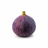 Fig tree buying guide