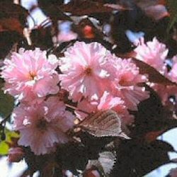 Royal Burgundy Flowering Cherry Tree MEDIUM + PURPLE LEAVES + ATTRACTIVE BARK **FREE UK MAINLAND DELIVERY + FREE 100% TREE WARRANTY**