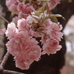 Flowering Cherry Tree Pink Perfection, LONG LASTING FLOWERS + SMALL TREE + LOW MAINTENANCE + AWARD **FREE DELIVERY + FREE WARRANTY**