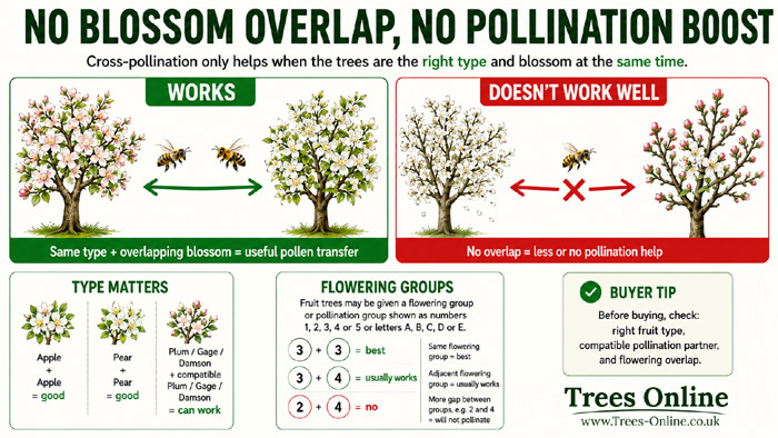 Flowering groups image showing how overlapping fruit tree blossom times improve pollination