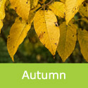 Franquette walnut autumn leaves