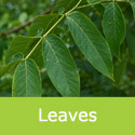 Franquette walnut summer leaves