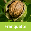 DELIVERED SEPTEMBER 2026 Franquette Walnut Tree