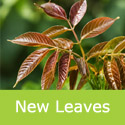 Franquette walnut new leaves