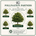 Franquette walnut pollination partners