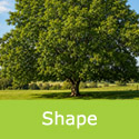 Franquette walnut shape and rough size