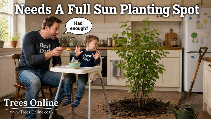 Hazel nut tree planted in a sunny sheltered garden position with well drained soil