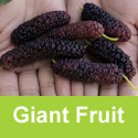 DELIVERED SEPTEMBER 2026 (Morus) Giant Fruit Mulberry