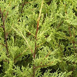 Leylandii Hedging (Gold)