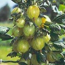 Gooseberry Bush Invicta (Green) 3 Litre Containerised bush **FREE UK MAINLAND DELIVERY + FREE 100% TREE WARRANTY**