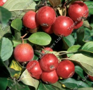 Gorgeous Crab Apple Tree, Malus Gorgeous **FREE UK MAINLAND DELIVERY + FREE 100% TREE WARRANTY**