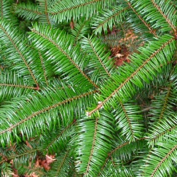 <font color="red">DELIVERED SEPTEMBER 2024</font> Grand Fir Tree (Abies grandis) 15 - 30cm trees, EVERGREEN **FREE UK MAINLAND DELIVERY + FREE 100% TREE WARRANTY**