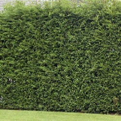 Leylandii Hedging (Green)