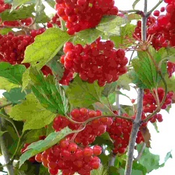 DELIVERED SEPTEMBER 2024 Guelder Rose (Viburnum opulus) 20-40cm shrubs**FREE UK MAINLAND DELIVERY + FREE 100% TREE WARRANTY**