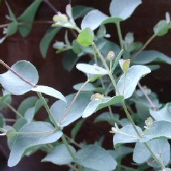 Gum Tree Hedging