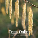 Gunslebert Hazel catkins