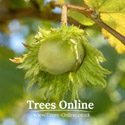 Gunslebert Hazel fruits
