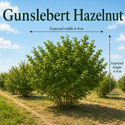 Gunslebert Hazel height and width
