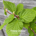 Gunslebert Hazel leaves