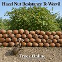 Hall’s Giant Hazelnut Tree