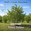 Hall’s Giant Hazelnut Tree