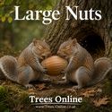 Hall’s Giant Hazelnut Tree