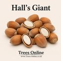 Hall’s Giant Hazelnut Tree