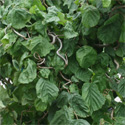 Corkscrew Hazel Tree or Harry Lauders Walking Stick Tree Corylus Avellana Contorta **FREE UK MAINLAND DELIVERY + FREE 100% TREE WARRANTY**