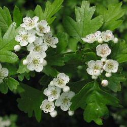 <font color="red">DELIVERED SEPTEMBER 2024</font> Hawthorn Hedging Tree (Crataegus monogyna), DRY + EXPOSED + COAST + HOSTILE SITE SUITABLE, 15-40cm **FREE UK MAINLAND DELIVERY + FREE 100% TREE WARRANTY****