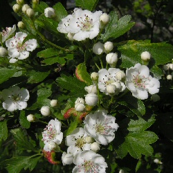 Hawthorn Hedging