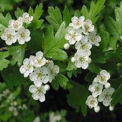 DELIVERED SEPTEMBER 2024 Hawthorn Tree (Crataegus monogyna) 15-40cm Trees**FREE UK MAINLAND DELIVERY + FREE 100% TREE WARRANTY**