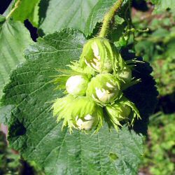 DELIVERED SEPTEMBER 2024 Hazel Hedging (Corylus avellana) 20-80cm Trees**FREE UK MAINLAND DELIVERY + FREE 100% TREE WARRANTY**