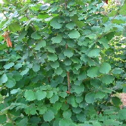 Hazel Hedging