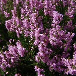 Heather Shrubs