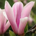 DELIVERED SEPTEMBER 2022 Mature Heaven Scent Magnolia Tree HEAVILY SCENTED + PINK FLOWERS + AWARD + LOW MAINTENANCE **FREE UK MAINLAND DELIVERY + FREE TREE WARRANTY**