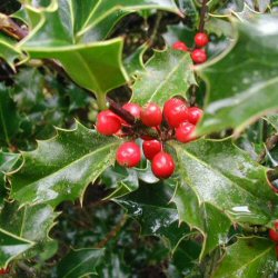 <font color="red">DELIVERED SEPTEMBER 2024</font> Common Holly Tree (Ilex aquifolium) 15-30cm Trees**FREE UK MAINLAND DELIVERY + FREE 100% TREE WARRANTY**