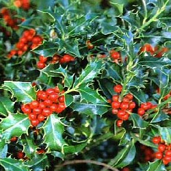 Holly Hedging