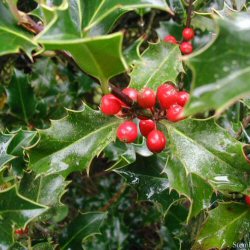 <font color="red">DELIVERED SEPTEMBER 2024</font> Holly (Ilex aquifolium) 15 - 30cm Shrubs**FREE UK MAINLAND DELIVERY + FREE 100% TREE WARRANTY**